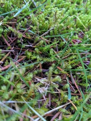 Rhytidiadelphus squarrosus