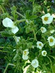 Drymocallis inquinans