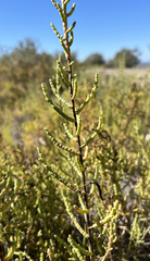 Allenrolfea occidentalis