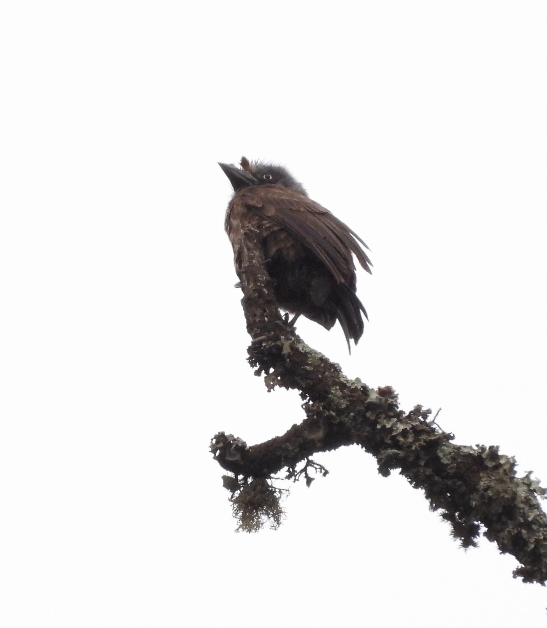 Grey-throated Barbet (Gymnobucco bonapartei), photo 9