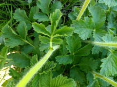 Drymocallis inquinans