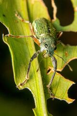 Naupactus auricinctus