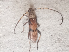 Didymocantha obliqua