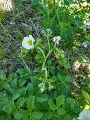 Drymocallis inquinans