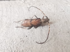 Didymocantha obliqua