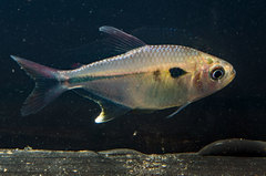 Characidae