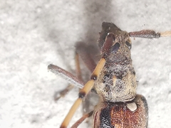 Didymocantha obliqua