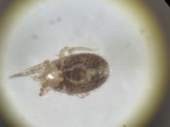 Ornithonyssus