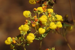 Calceolaria thyrsiflora