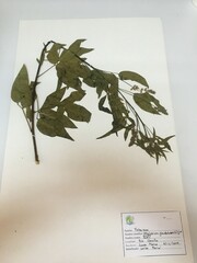 Otholobium glandulosum