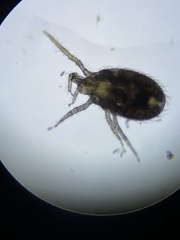 Ornithonyssus