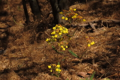 Calceolaria thyrsiflora
