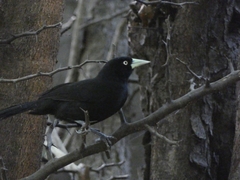 Amblycercus holosericeus