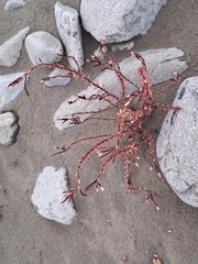 Epilobium melanocaulon