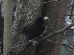 Amblycercus holosericeus