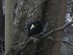 Amblycercus holosericeus