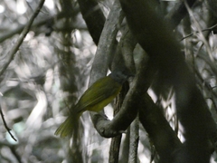Eucometis penicillata