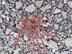 Epilobium melanocaulon