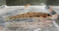 Etheostoma stigmaeum