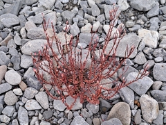 Epilobium melanocaulon