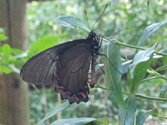 Battus polystictus