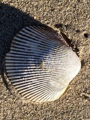 Dallocardia quadragenaria