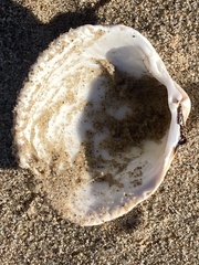 Dallocardia quadragenaria