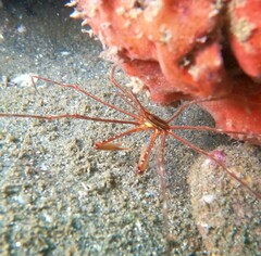 Stenorhynchus debilis