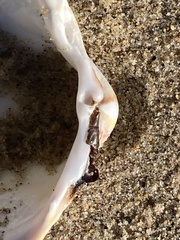 Dallocardia quadragenaria