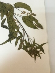 Otholobium glandulosum