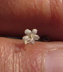 Valeriana occidentalis