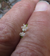 Valeriana occidentalis