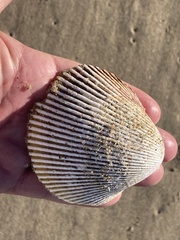 Dallocardia quadragenaria