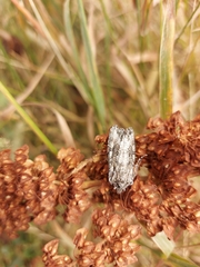 Ichneutica mutans