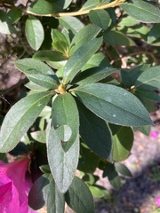 Rhododendron simsii