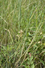Allium flavum tauricum