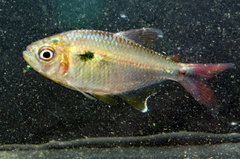 Characidae