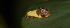 Eupselia satrapella