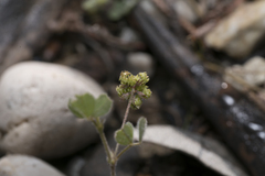 Medicago coronata