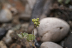 Medicago coronata