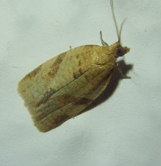 Clepsis consimilana