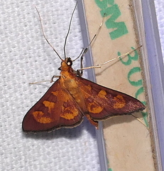 Prenesta scyllalis