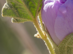 Sphaeralcea ambigua rosacea