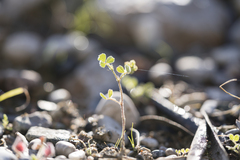 Medicago coronata