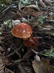 Gliophorus