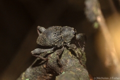 Onidistus araneus