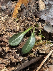 Packera obovata