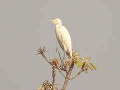 Bubulcus ibis