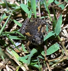 Microhyla