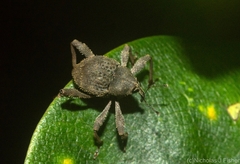 Onidistus araneus